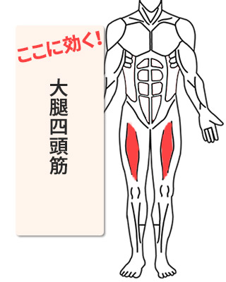 効く部位:大腿四頭筋